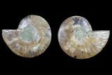 Cut & Polished Ammonite Fossil - Agatized #82334-1